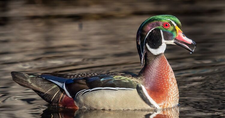 20 Ways the Wood Duck Fascinates Every Bird Watcher