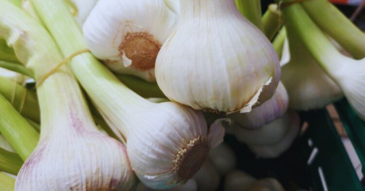 10 Simple Secrets to Growing Garlic with Exceptional Flavor