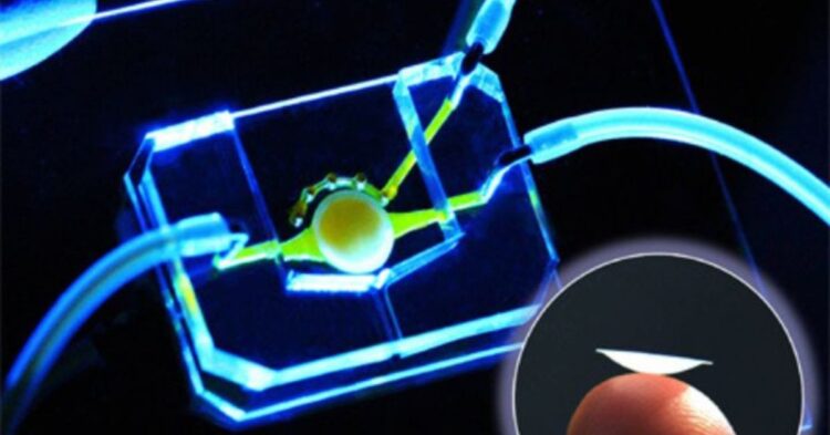 20 Advancements That Could Push the Boundaries of the Human Lifespan