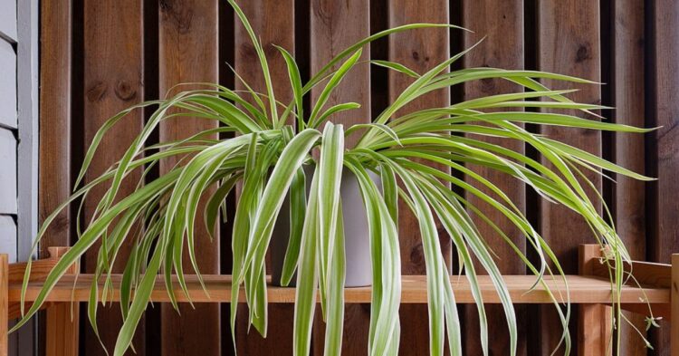 10 Indoor Plants to Keep Your Apartment Blooming in Winter