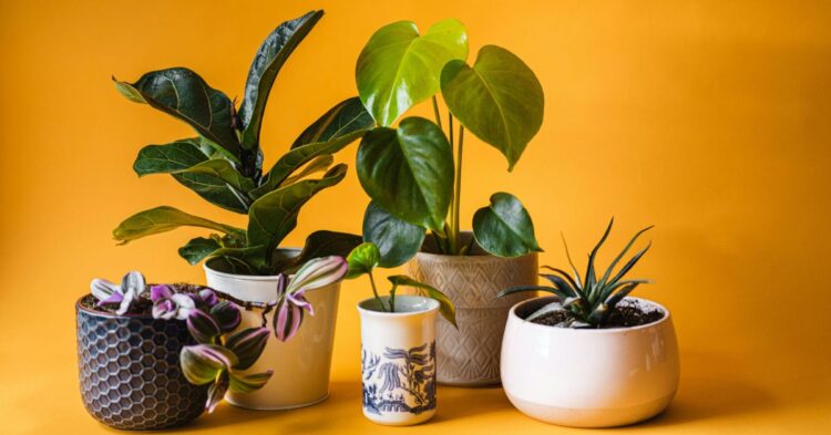10 Indoor Plant Care Mistakes That Encourage Pest Infestations