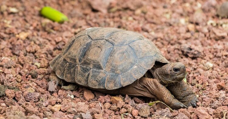 The Science Behind Animals That Outlive Centuries