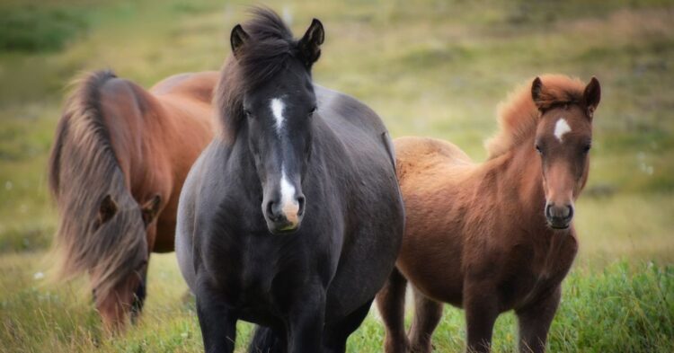 20 Facts About Wild Horses That Leap Out of History