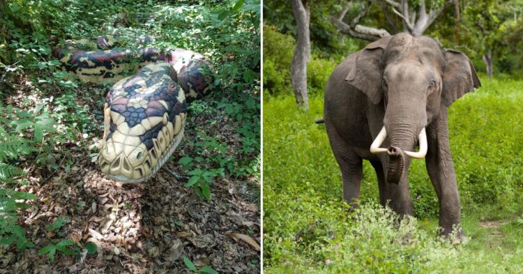 10 Species That Could Survive an Encounter with a Titanoboa