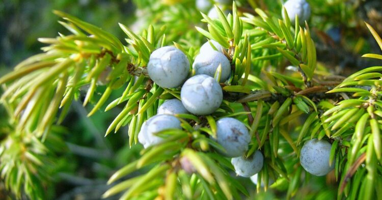 10 Plants That Native American Tribes Have Cherished For Generations