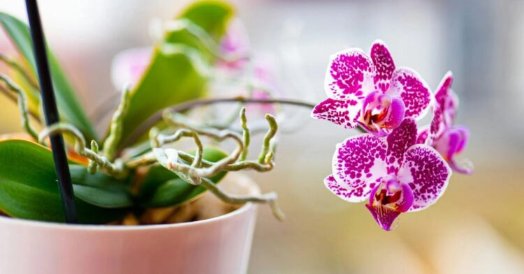 10 Insights Seasoned Orchid Growers Rely On