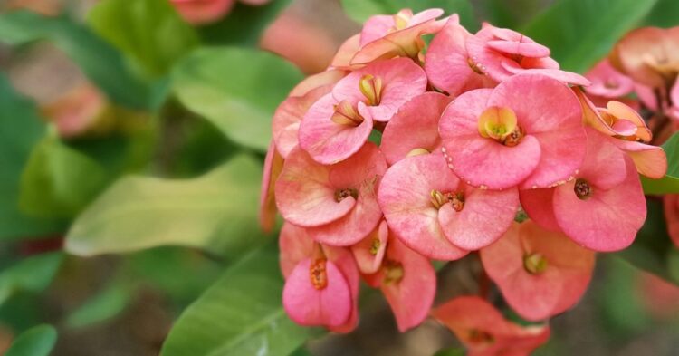 10 Resilient Succulents That Practically Take Care Of Themselves