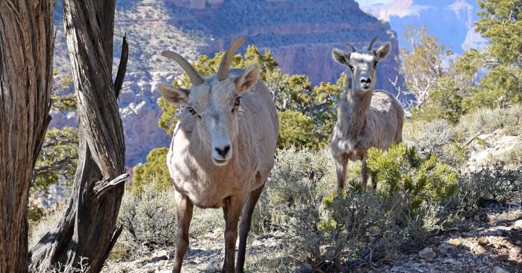 Creatures Found In The Wilderness Of The Grand Canyon