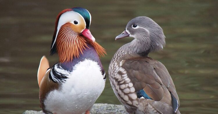 10 Adorable Duck Varieties That Will Melt Your Heart
