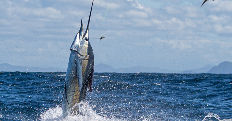 20 Of The Ocean’s Fastest Swimmers And Their Impressive Speeds