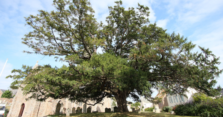 10 Long-Lived Plants And Trees That Will Keep Your Garden Flourishing