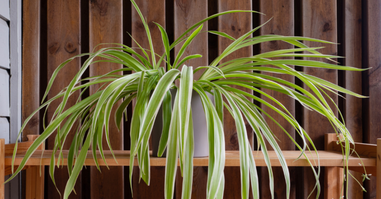 10 Ways Your Spider Plant Tells You It Needs Water