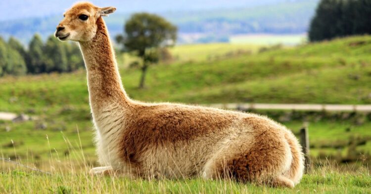 10 Wildlife Species That Call The Andes Mountains Home