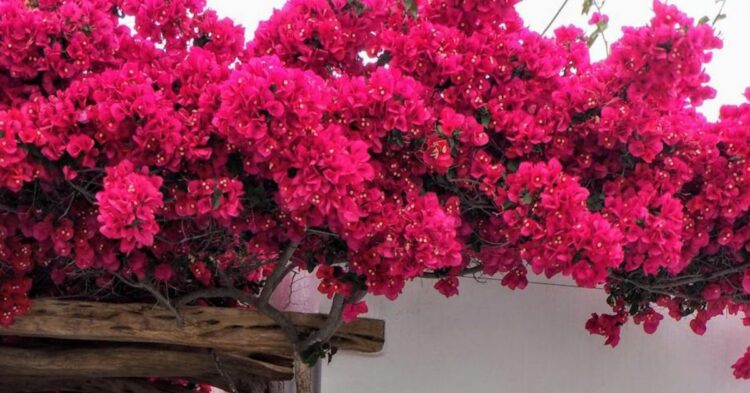 10 Fertilizer Choices That Help Bougainvillea Flourish 