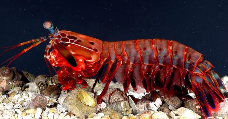 10 Ocean Creatures That Seem Harmless But Aren’t