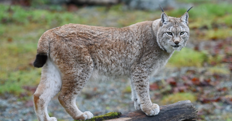 20 Wild Truths That Make Lynx Interesting Animals