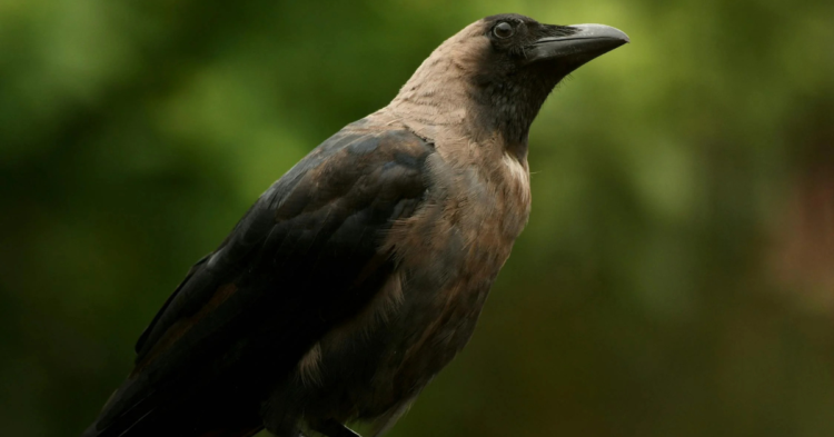 Crows Are Smarter Than We Think
