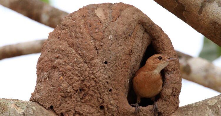 10 Animal Nests That Are Bigger Than You Think