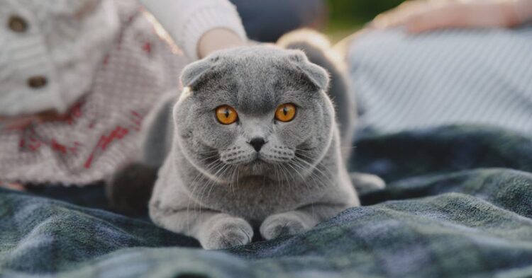 10 Cat Breeds That Rule The Household