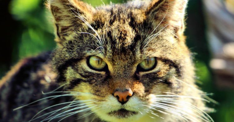 20 Wildcat Species So Rare, They’re Almost Mythical