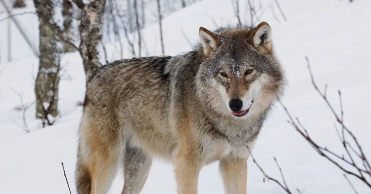 10 Massive Wolf Subspecies From Around The World