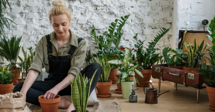 The Best 10 Indoor Plants For Low-Light Environments