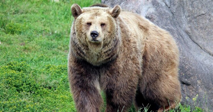 10 Insights Into Grizzly Bears That May Surprise You