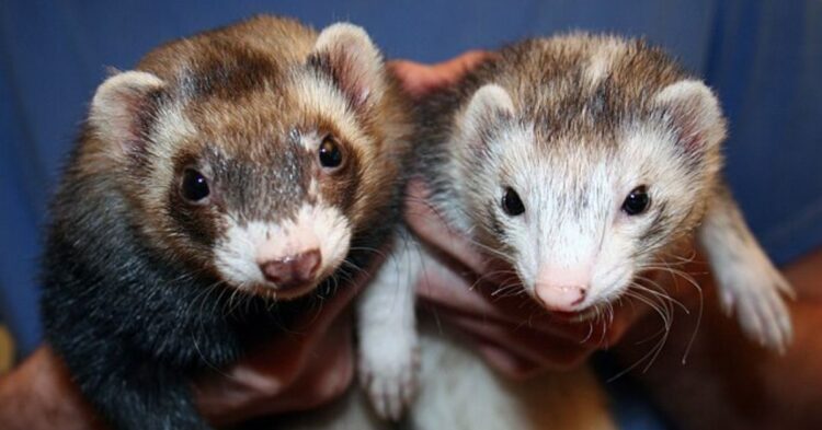 10 Domesticated Wild Animals That Would Struggle If Released Into The Wild