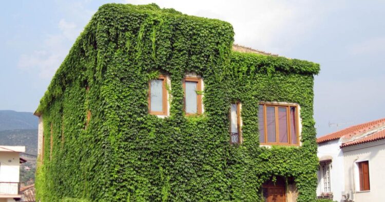 10 Privacy-Boosting Climbers That Also Keep Your Yard Shady