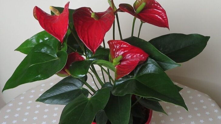 HOUSE PLANTS ARCHIVES visual data 3