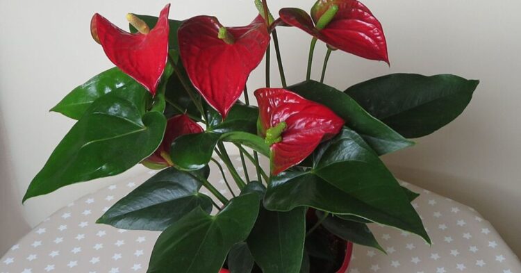 Root These 10 Big Houseplants In Nothing But Water
