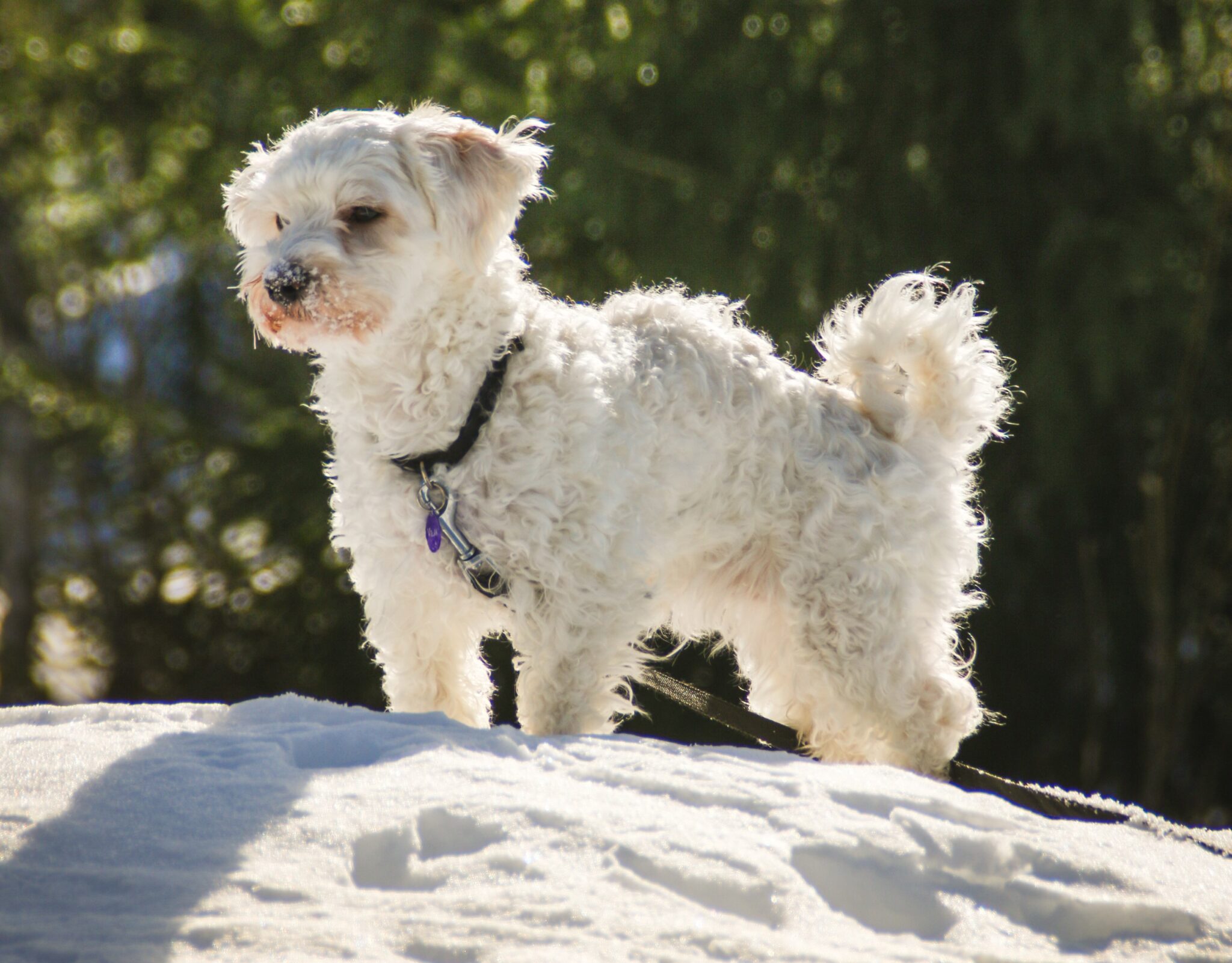 18 Great Dog Breeds for Seniors Looking for a Loyal Companion - Housely - Senior Friendly Dog Breeds For Small Spaces