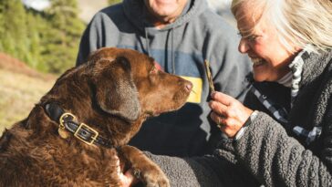Dogs for seniors