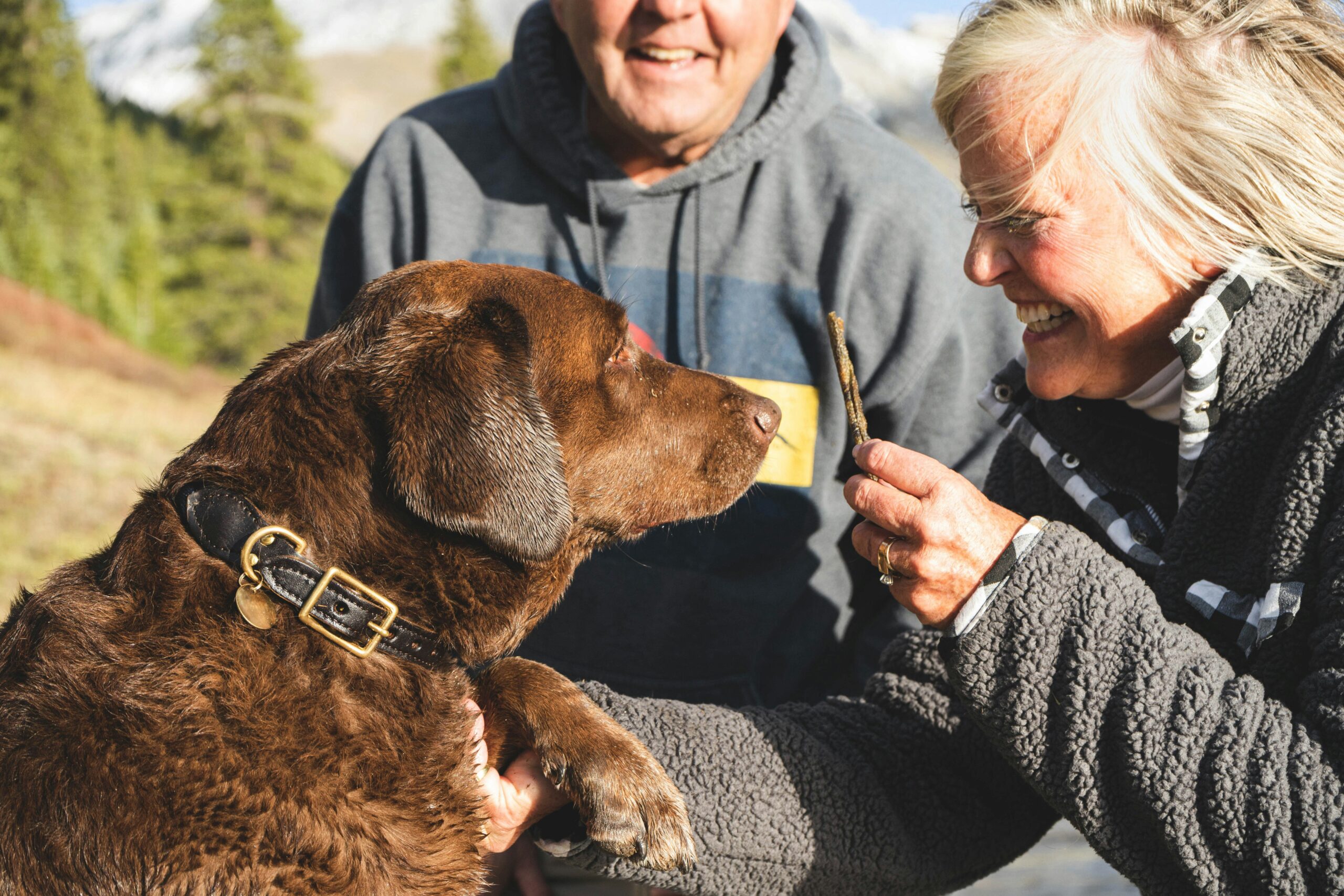 Dogs for seniors