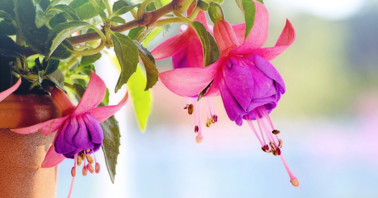 Top 20 Flowers To Grow In Pots And Planters