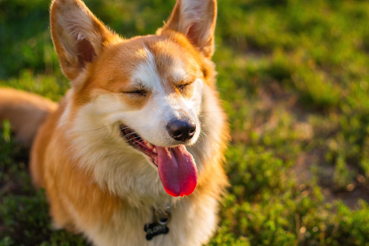 corgi, dog, pet, canine, animal, fur, tongue, snout, mammal, domestic dog, dog portrait, animal world, outdoors, nature, corgi, dog, dog, dog, dog, dog