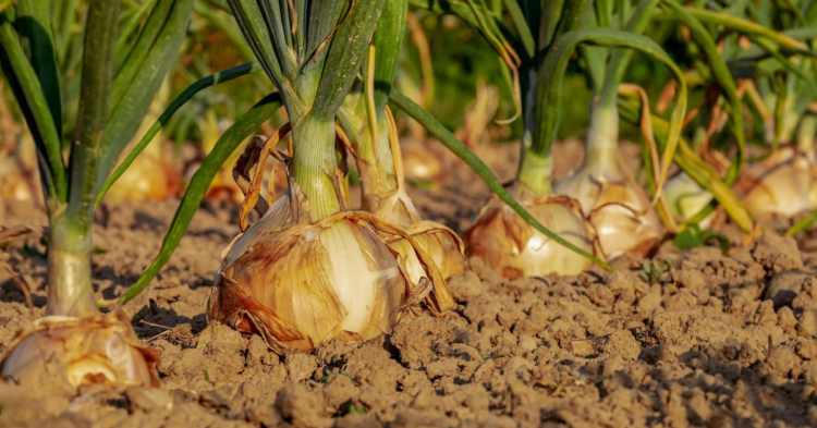 These 20 Vegetables Have A Secret: They Don’t Stop Growing