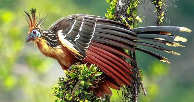 20 Animals That Look Like They Time Traveled From The Dinosaur Age