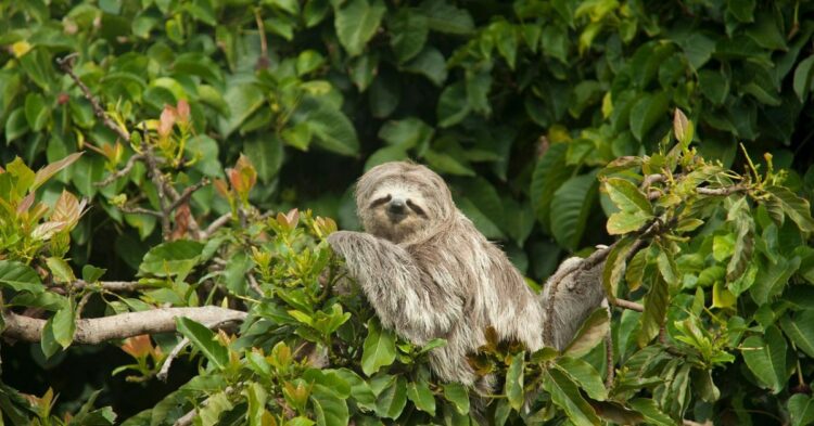 20 Facts That Prove Sloths Are Anything But Boring