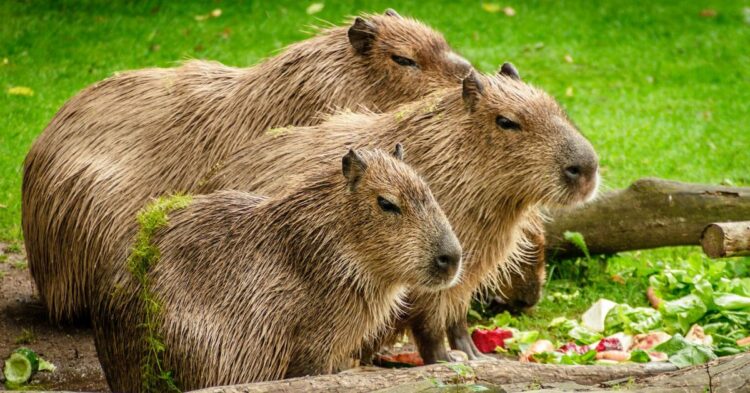 10 Rodents That Will Challenge Everything You Knew About These Little Creatures