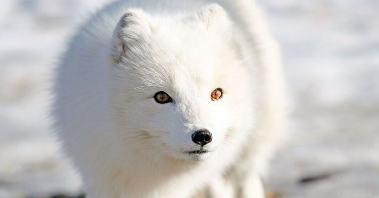 Survival Secrets Of Earth's Extreme Animals