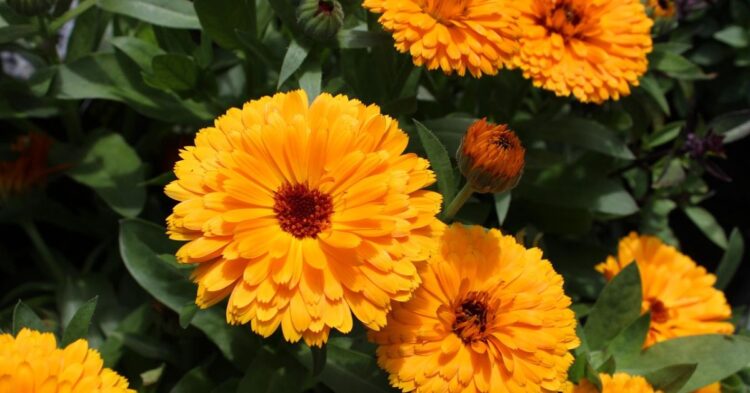10 Plants That Carry The Spirit Of Black Culture Forward