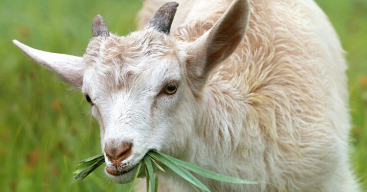 10 Wild And Wonderful Facts You Never Knew About Goats