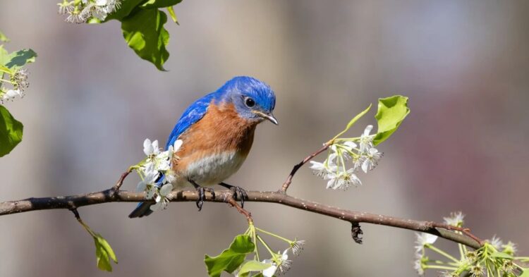 Attract More Bluebirds With These 10 Smart Plant Picks