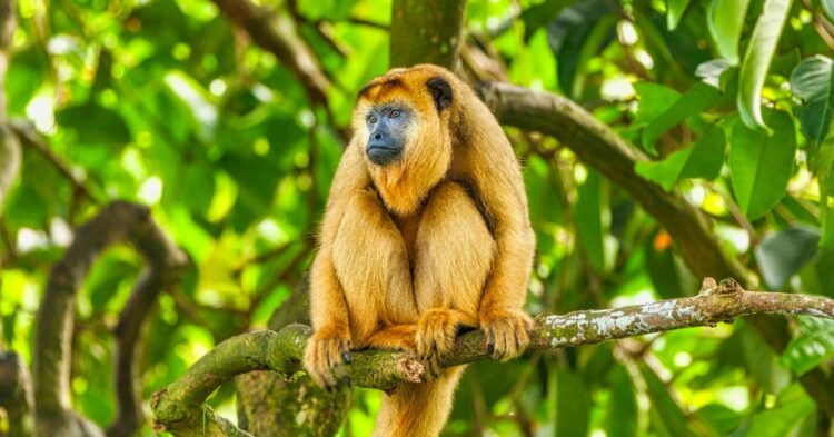 10 Insights Into The Roars That Define Howler Monkeys