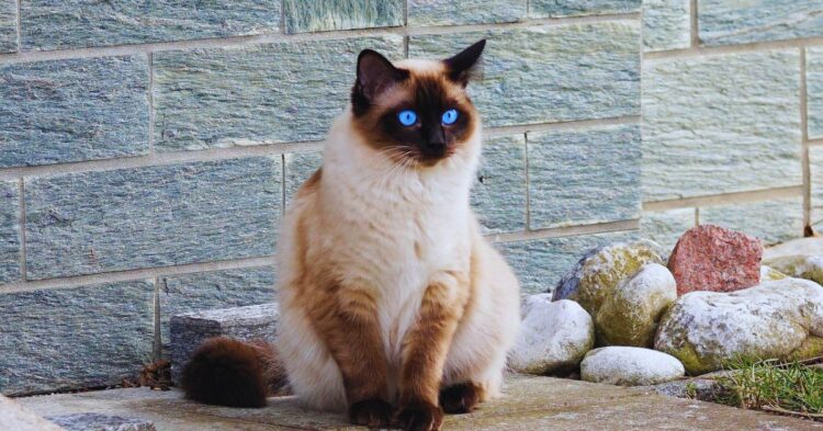 10 Siamese Cat Variations And What Makes Each One Special