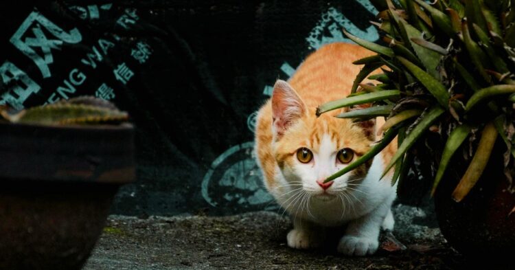 10 Quiet Ways Cats Display Their Anxieties