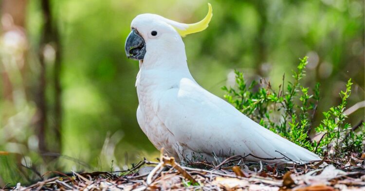These Animals Lived Longer In Captivity Than They Ever Could In The Wild