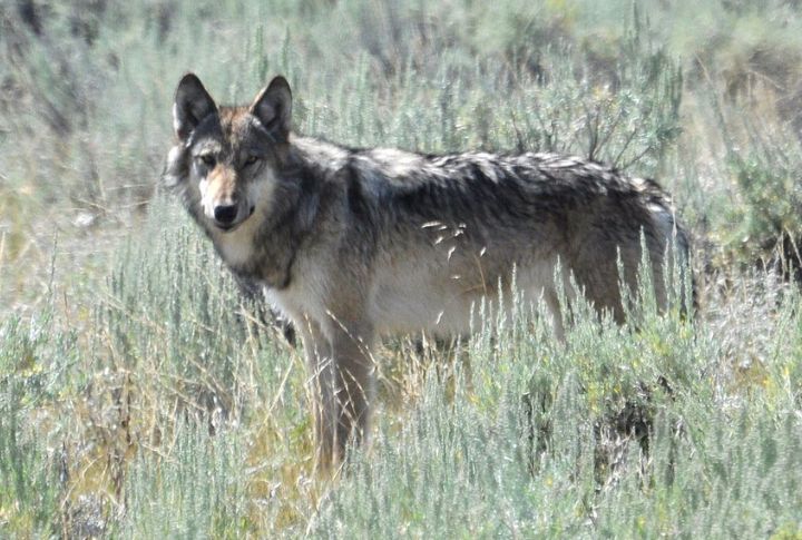 Wolves Return To Yellowstone