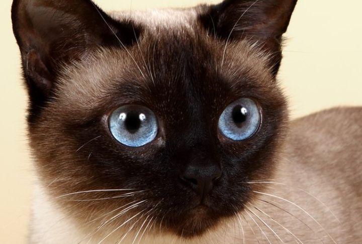 Their Blue Eyes Are Temperature-Based